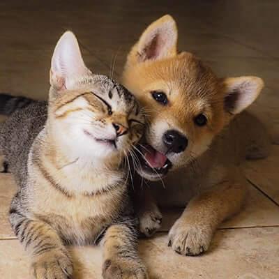 Puppy & Kitten Services