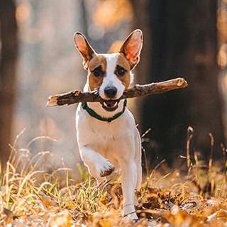 Dog with stick